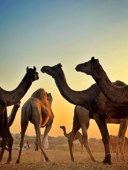 A similar silhouette shot of camels at sunset, capturing a moment of calm at the end of a busy day at the fair.