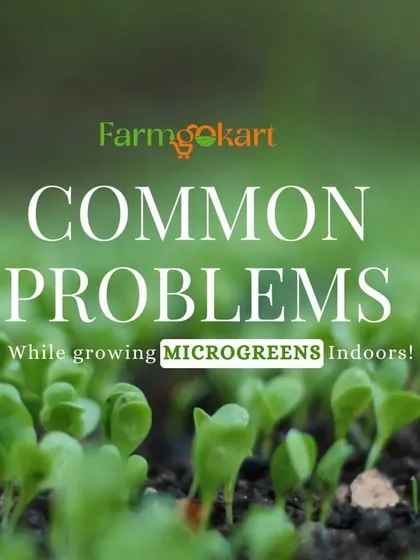 While growing microgreens is easy, there can be some common problems. This series of images will help you troubleshoot issues like mold, slow germination, and uneven growth.