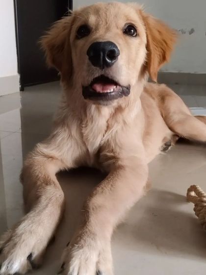 Aditi - In-Home Pet Sitting Meet the Whole Gang photo 8