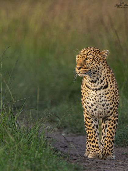 To achieve separation from the background, a wide aperture is key. This blurs the background, making the subject, like this leopard, appear sharp and prominent. The first image shows the result with a clean background.
