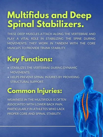 The Multifidus and Deep Spinal Stabilizers. These deep muscles attach along the vertebrae and work with the core to provide trunk stability and prevent spinal injuries.