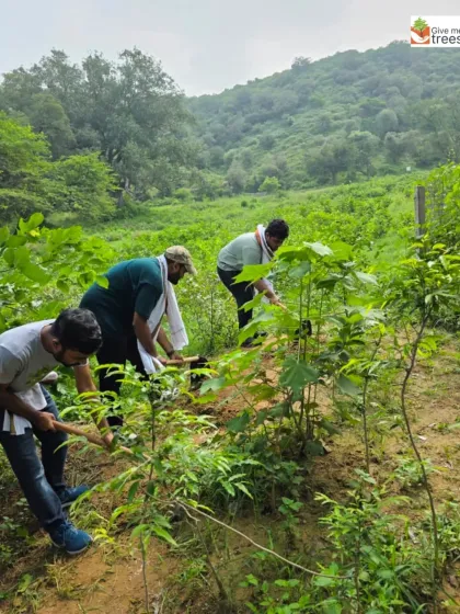 Volunteers from Amdocs participate in a maintenance drive in the Aravallis. Nurturing existing saplings through activities like watering and mulching is critical to protecting the fragile ecosystem of this ancient mountain range.