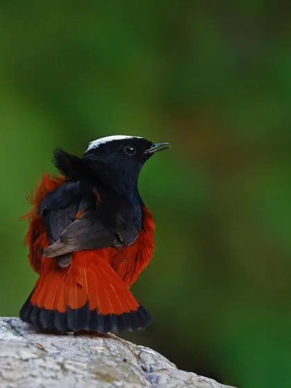 A White-capped Redstart is perched on a rock, its back to the viewer. This angle shows off its fiery red tail and rump, which gives the bird its name.