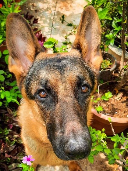 A collection of portraits of my handsome, goofy, and majestic German Shepherd, Theo. He is my constant inspiration and the heart of my work.