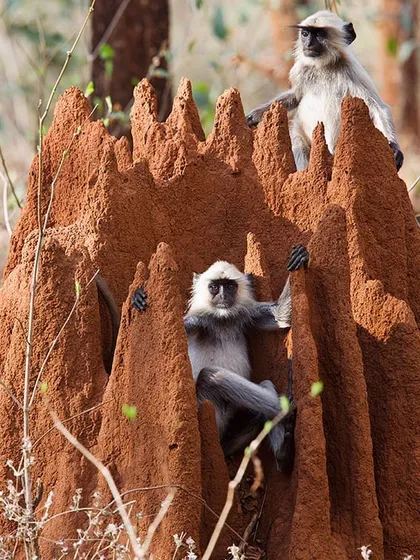 This photograph of langur monkeys on an anthill always makes me smile. It looks like a king's court, with the main subject sitting on his throne. This image was appreciated in my solo exhibition and even featured in a book, showing that every creature, big or small, has a fascinating story to tell.