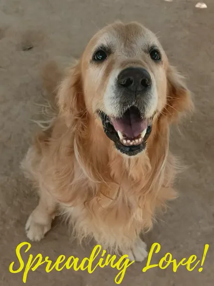 This is the look of pure happiness! We live for these moments of joy. Our team is always ready with a cuddle or a pet, ensuring every dog feels loved and seen. This beautiful Golden Retriever is a regular and knows exactly how to ask for attention.