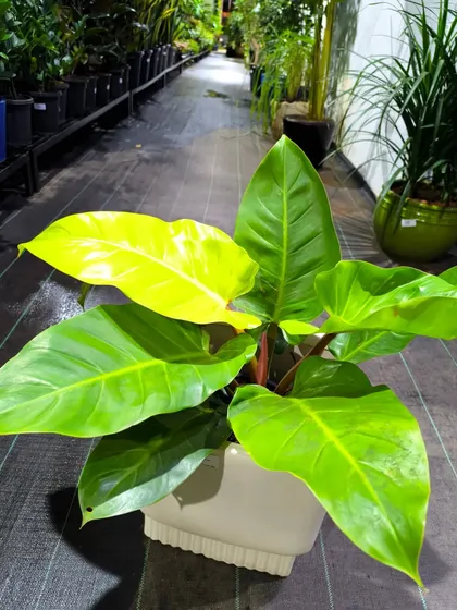 Another look at the Philodendron Melinonii Golden in a simple white pot, showing how its bright foliage can light up any corner of a room.