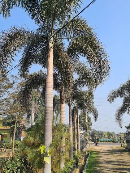 Urban Green Nursery - Wholesale Plant Nursery Large Trees & Palms photo 6