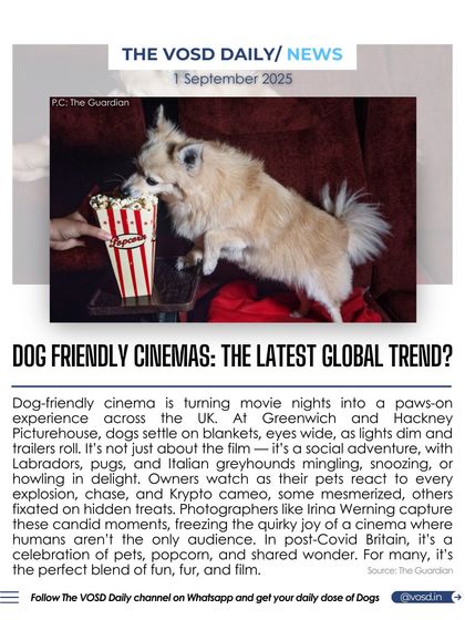 Dog-friendly cinemas are becoming a popular trend in the UK, allowing owners to enjoy movies with their pets. These events create a unique social experience for both humans and their furry companions.