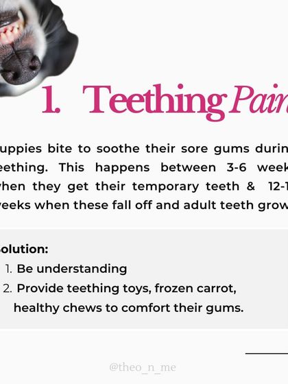 Is your puppy biting you constantly? It's a normal behavior with many causes, from teething pain to lack of sleep. This guide explains the six main reasons for puppy biting and provides practical, force-free solutions for each.
