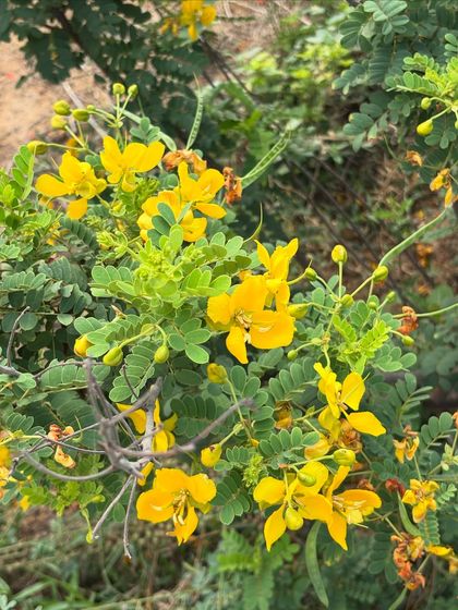 A close-up of the delicate, bright yellow flowers of the Aanval shrub. This native plant is valued for both its medicinal properties and its role as a pioneer species in degraded lands.