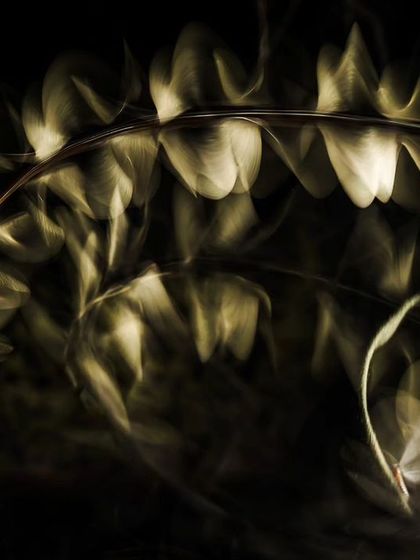 A slow-shutter abstract capturing the light trails of winged termite swarmers, or alates.