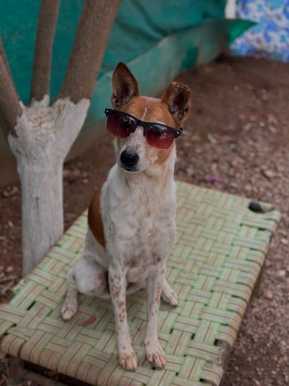 Therpup - Pet-Friendly Cafe & Restaurant Meet Our Resident Crew photo 3