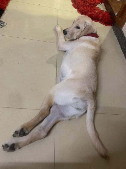 PL Paws - Animal Rescue & Rehabilitation Happy Tails: Our Adoption Stories photo 68