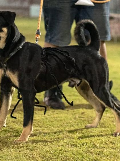 This indie dog is ready for the Halloween costume contest, showing off a spooky spider costume on its back.