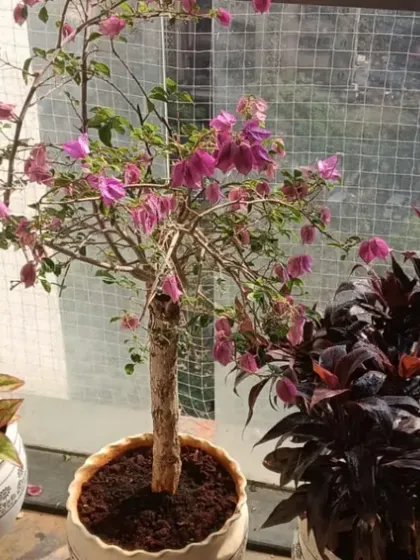 A beautiful Bougainvillea bonsai taking center stage, surrounded by other healthy plants. We have the expertise to care for delicate and specialized plants.
