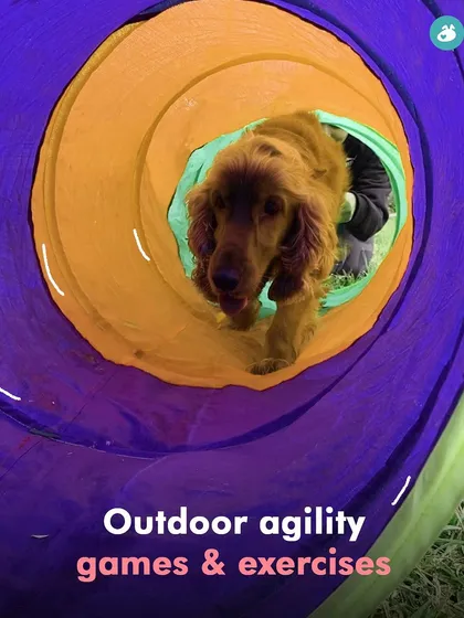 It's not just about running; it's about engaging their minds too. Our outdoor agility course, including fun tunnels like this one, provides a great way for dogs to build confidence and burn off energy in a structured way.