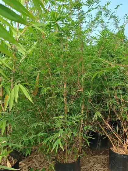 A close-up of our healthy bamboo plants, showing the dense foliage that makes them ideal for hedging and screening projects.