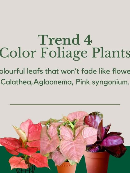 Plant Trends & Expert Tips photo 5