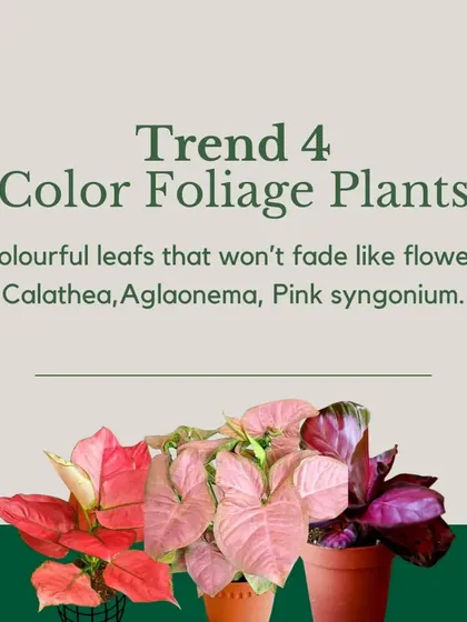 Trend 4: Color Foliage Plants. Add a splash of color that lasts all year with plants like Calathea, Aglaonema, or Pink Syngonium, which boast vibrant and patterned leaves.