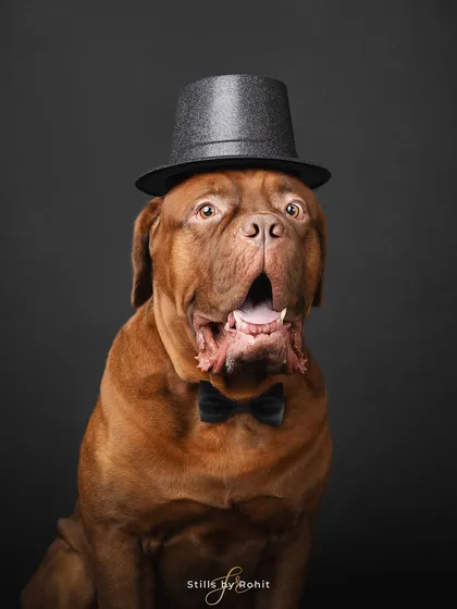 Party mode: activated! This dapper French Mastiff is ready for the weekend. I love bringing out the unique and often hilarious personalities of the pets I photograph.