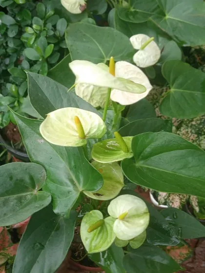 This is a white Anthurium, a more subtle but equally elegant variety. It thrives in bright, indirect light and adds a touch of class to any room.