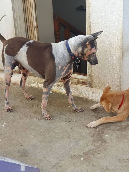 The Urban Dawg - Dog Training & Behavior Modification The Art of Socialization: Learning in a Pack photo 31