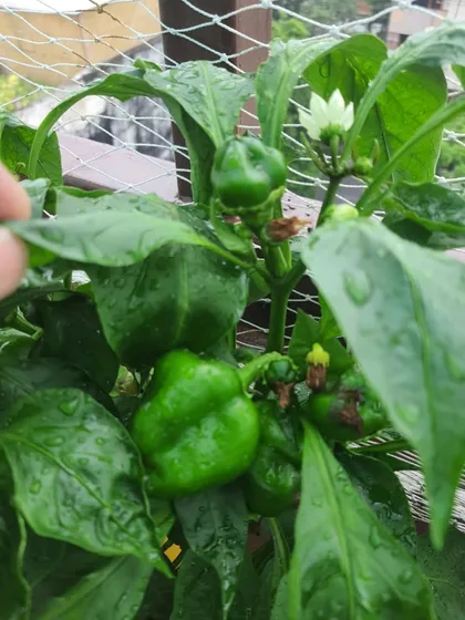 A healthy capsicum (shimla mirch) plant with multiple fruits developing. This is a common sight in a well maintained vertical garden.
