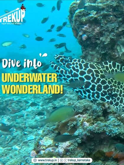 A stunning shot of a moray eel, one of the hidden underwater wonders you might encounter at Netrani Island.