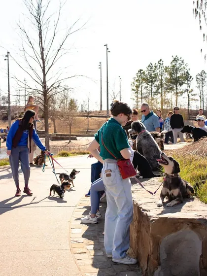 A typical pack walk scene. Owners and their dogs practice staying calm and focused while walking together. This structured approach helps dogs with leash manners and reactivity around other dogs and people.