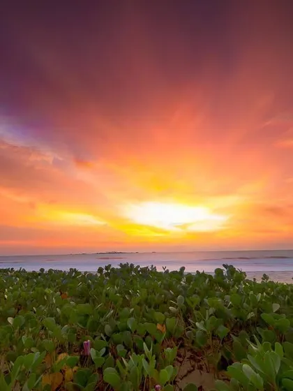 A truly spectacular sunset paints the sky with fiery colors over a field of coastal greens in Udupi. Moments like these are fleeting, and capturing their full glory is what drives my passion.