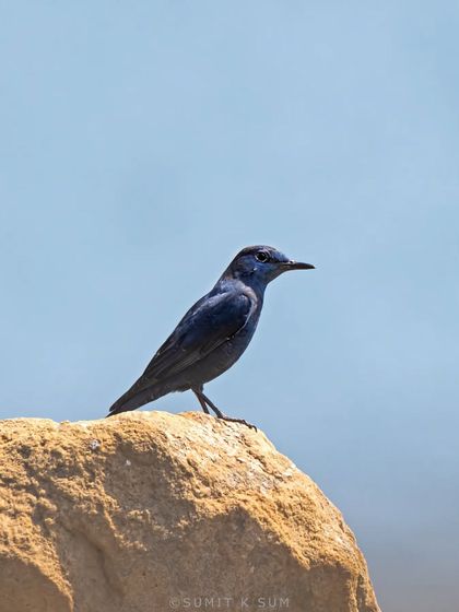 A Blue Rock Thrush, a migratory chat species, spotted on the rocks during a raptor survey in Delhi. Its deep blue colour is stunning.