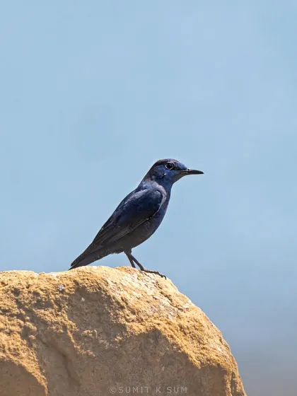 A Blue Rock Thrush, a migratory chat species, spotted on the rocks during a raptor survey in Delhi. Its deep blue colour is stunning.