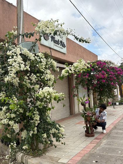 My team member Carey, arranging an orchid stand in front of our blooming bougainvilleas. This picture holds so much meaning: the place I started, the plants we grew, and the enthusiastic team that makes it all possible.