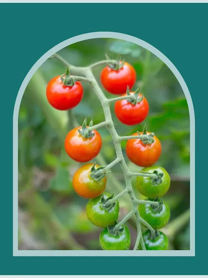 A beautiful gradient of cherry tomatoes ripening on the vine. This image captures the natural growing process, showing how they transform from green to a vibrant, juicy red, packed with flavor.