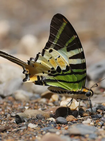 The Five-bar Swordtail is one of the most stunning butterflies I have ever encountered. Its intricate patterns and vibrant green stripes make it a true jewel of the forest. I captured this shot of it mud-puddling on the ground in Borneo, a behavior butterflies use to absorb nutrients.
