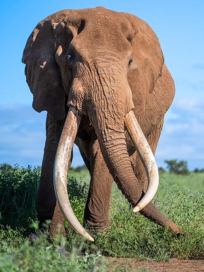 Another powerful shot of the legendary tusker Craig. His calm temperament allows for incredible close-up photography opportunities.