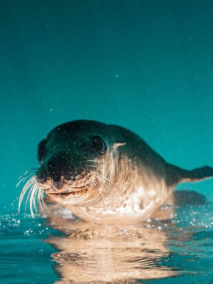A close-up portrait of a curious sea lion pup at the water's surface. Their inquisitive nature makes them incredible subjects for underwater photography.