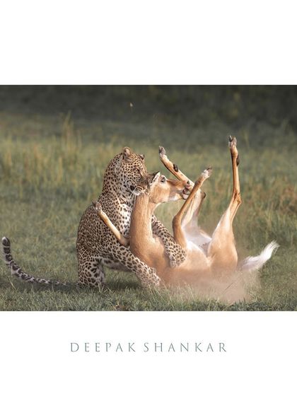 This is the "Death Whisperer" in action. It's a raw, intense, and honest look at the circle of life. Capturing this moment was a powerful reminder of the unforgiving nature of survival in the wild.