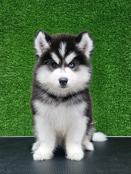 It's never too early to start a good grooming routine. This adorable Husky puppy is getting accustomed to the process, ensuring a lifetime of positive and stress-free grooming experiences.