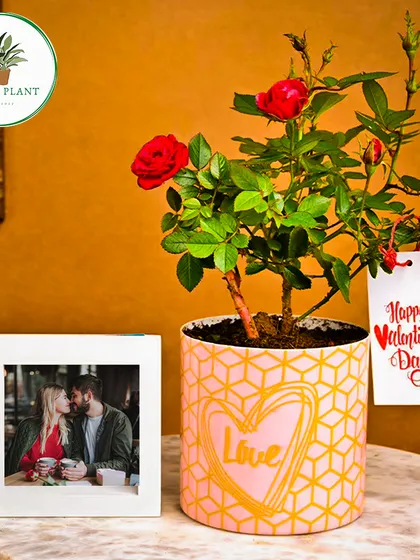 I believe in gifts that grow with your love. This Valentine's Day hamper features a beautiful blooming rose plant in a custom-designed pot, paired with a personalized photo frame to capture a special moment. It's a complete, heartfelt package for your special someone.
