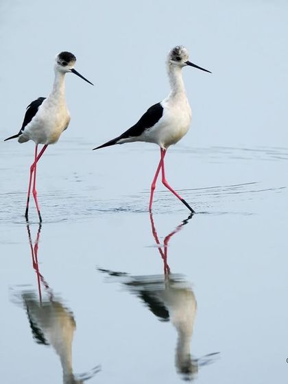 A calm morning in the wetlands resulted in this beautiful shot of two Black-winged Stilts. Their long pink legs and the perfect reflection in the water create a sense of peace and symmetry.