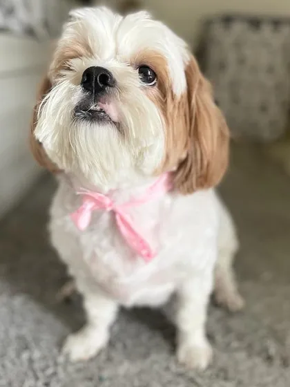 Another shot of our adorable client Bella, looking up with so much love.