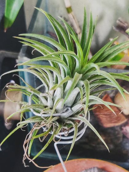 The Air Plant before flowering. Even without its bloom, its unique, sculptural form is a beautiful addition to the garden.
