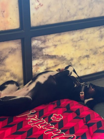 This happy dog is completely relaxed, rolling over for a belly rub. It's a sign of trust and comfort that we are so proud to have earned.