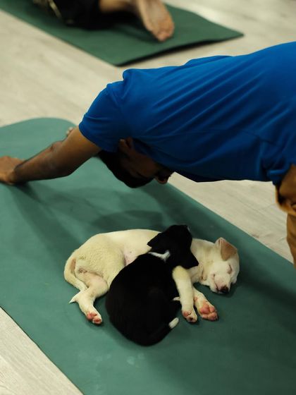 The perfect downward dog distraction. Two puppies find a cozy spot to sleep, reminding us that sometimes the best yoga is about finding stillness together.