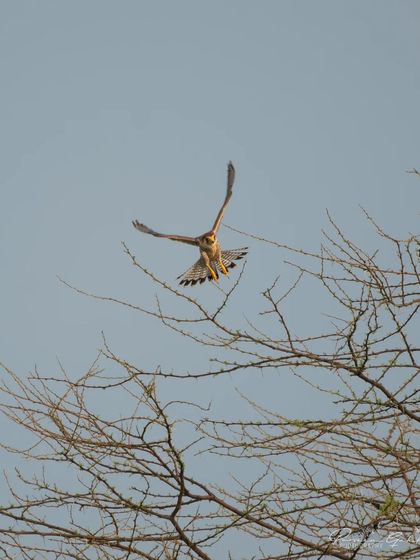 The Red-necked Falcon descending towards a perch.