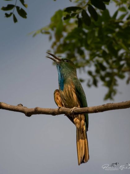 The Blue-bearded Bee-eater calling, showing its namesake blue "beard".