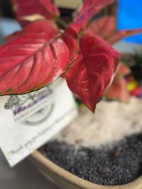 Corporate & Event Plant Gifting