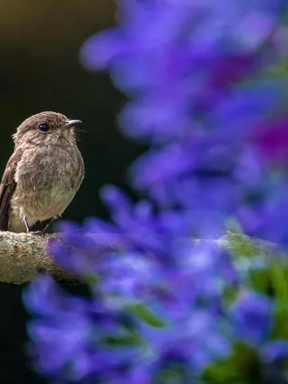 A small, plain bird is framed by beautiful purple flowers in Uganda. This composition shows that even the most common subjects can create a stunning image with the right framing and color.